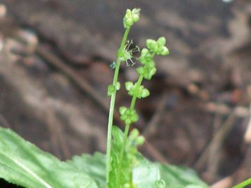 Mercurialis annua / Mercorella comune